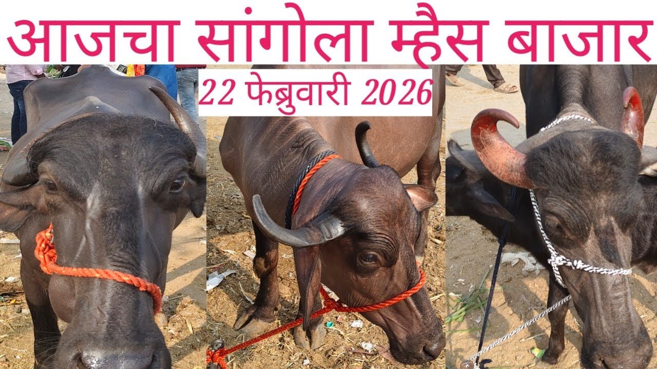 🛑 आजचा सांगोला म्हैस बाजार 22 फेब्रुवारी 2026 🛑