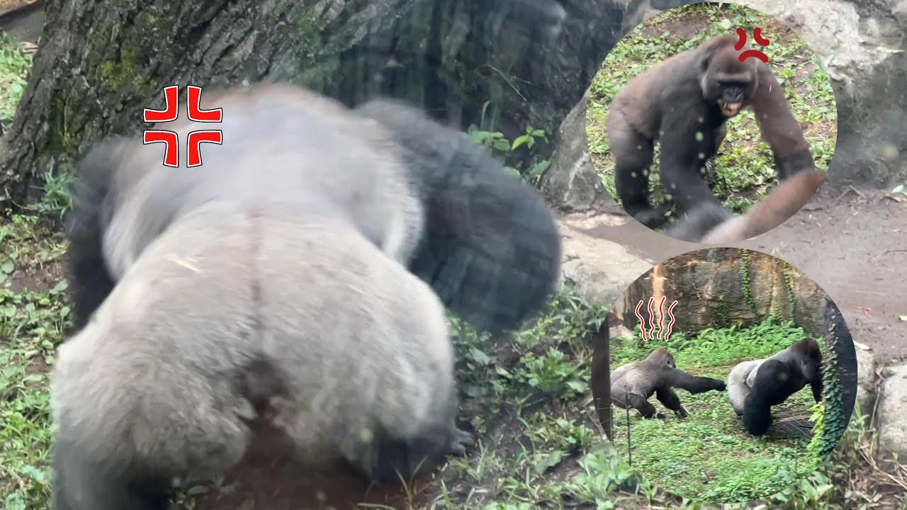 スモモちゃんの悲鳴⁉ハオコ噛む!!モモコ怒る❕【2023‎年‎9‎月23日】【上野動物園】ゴリラ