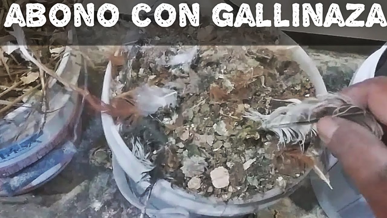 Como hacer un compost o composta con gallinaza(AGRICULTURA ORGÁNICA)