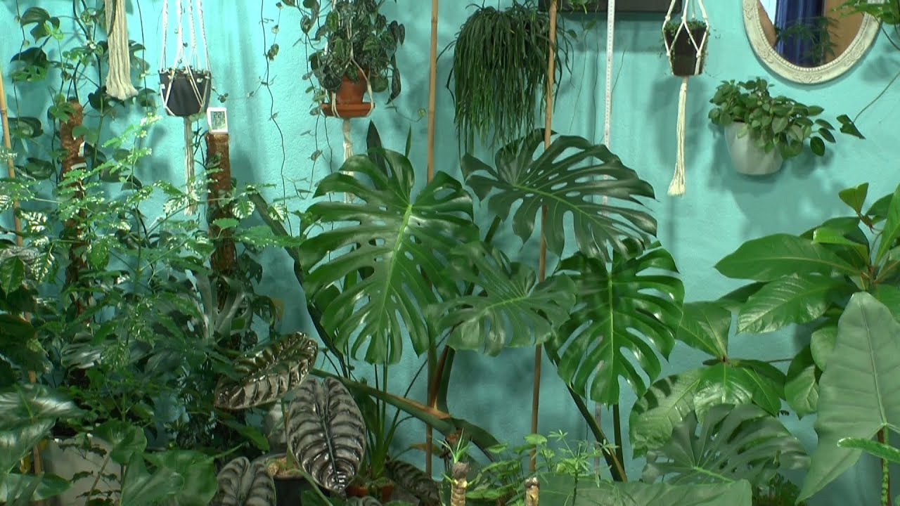 Monstera düngen, Alocasia retten, Vanille Orchidee Variegata Wachstum und Dschungel Zimmer