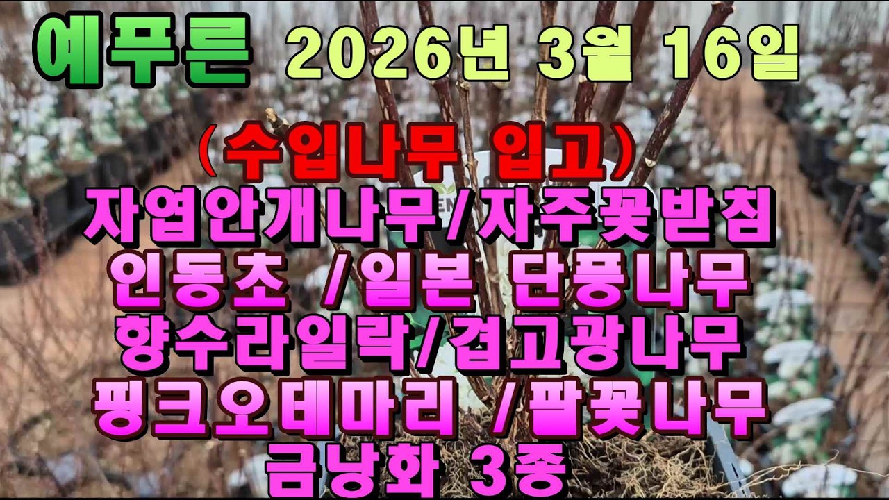26년3.16)얘푸른 수입나무 입고 /금낭화3종류 /수입 겹메발톱  입고