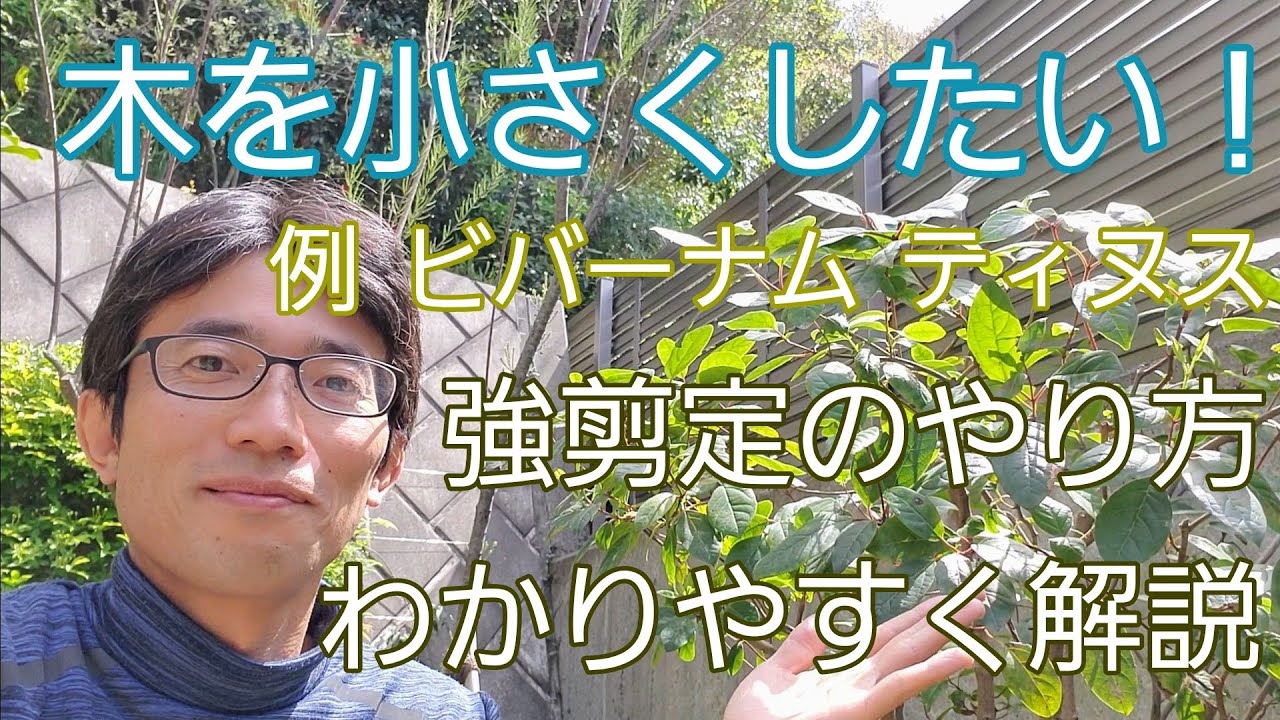 【木を小さくする強剪定】ビバーナム・ティヌスを例にわかりやすく解説🌳✨