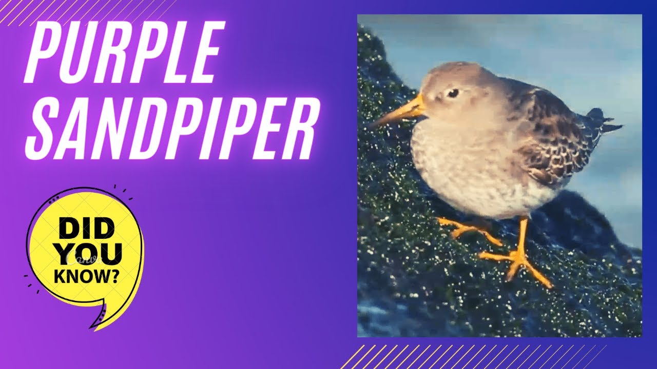 The purple sandpiper facts