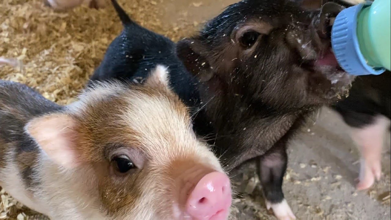 Amish Farm Tour Part 2 - Lots of animals! #lancasterpa #babyanimals