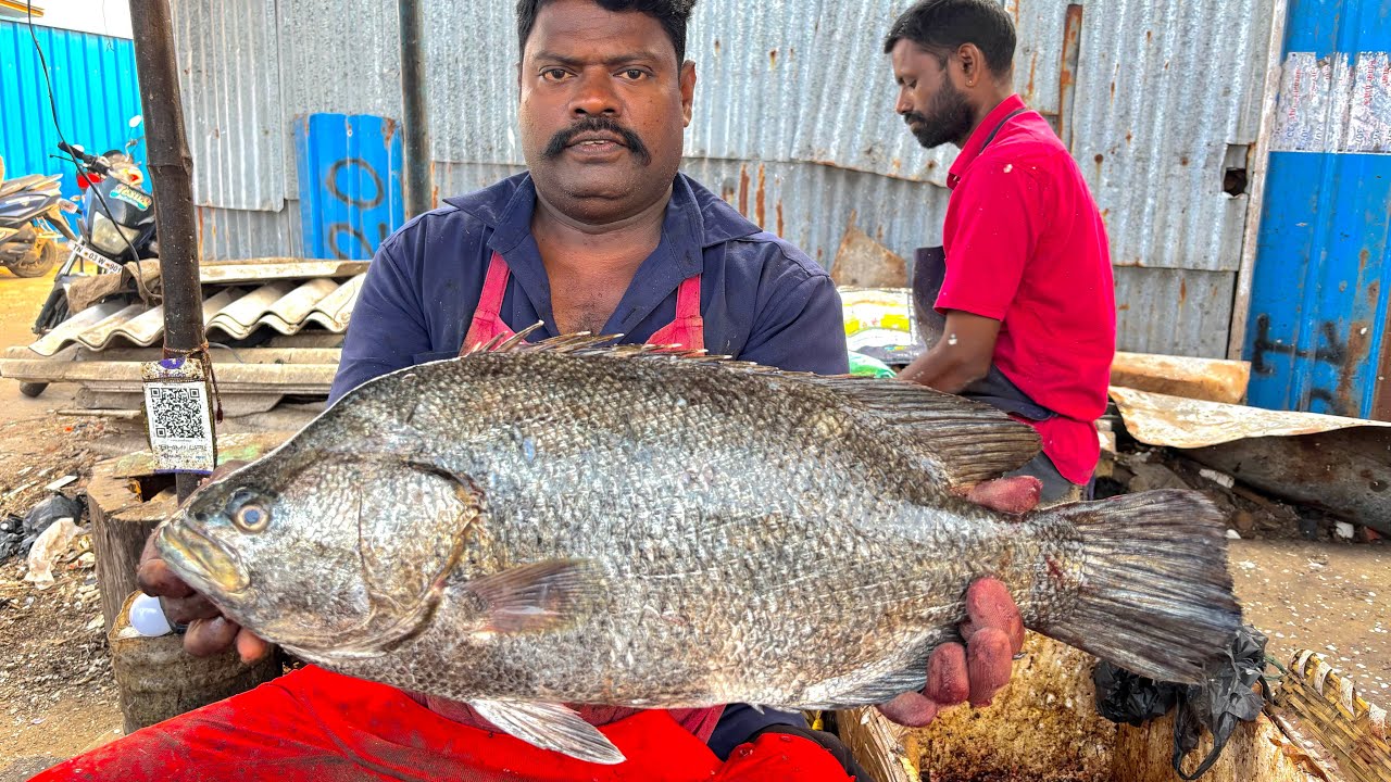 KASIMEDU SPEED SELVAM BIG TIME KODUVA FISH CUTTING VIDEO | KASIMEDU FISH CUTTING 