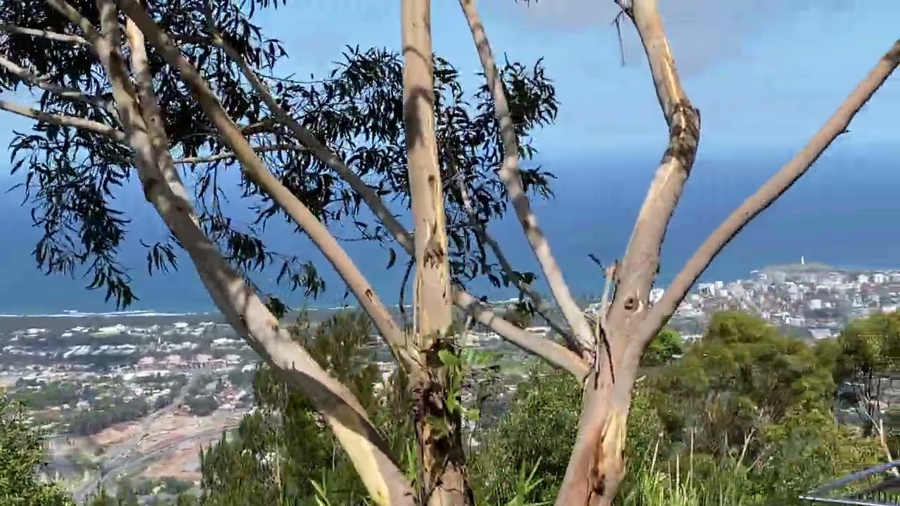 Family Day, Trip to Mount Keira Lookout