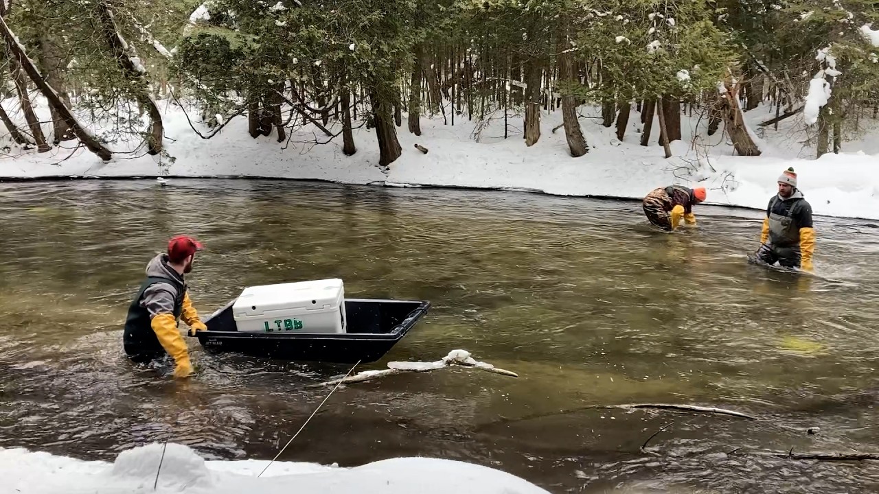 Biologists turn to Michigan rivers to revive declining whitefish populations