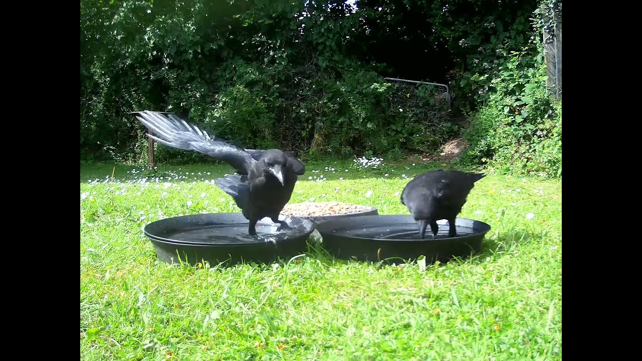 #crows #feeding (3)