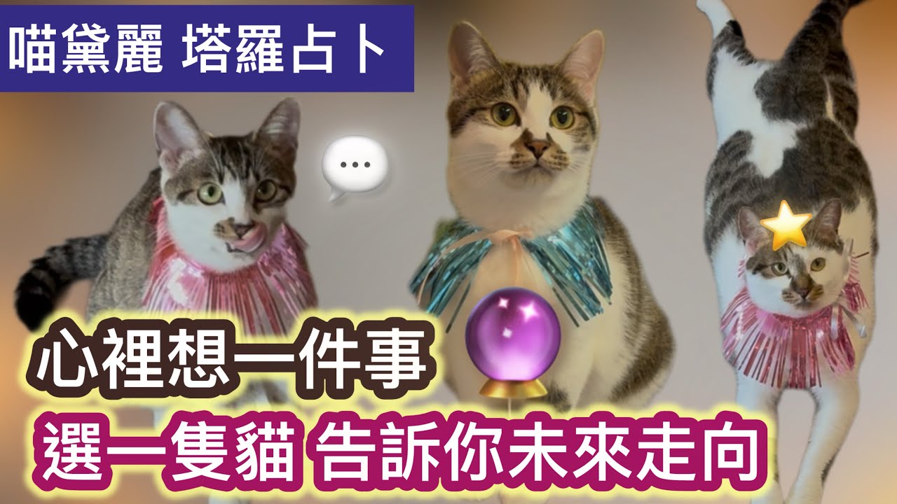 默念你的心事 🐾 選一隻貓，看未來如何發展｜塔羅占卜   #喵黛麗塔羅 ⭐️⭐️⭐️⭐️⭐️⭐️⭐️