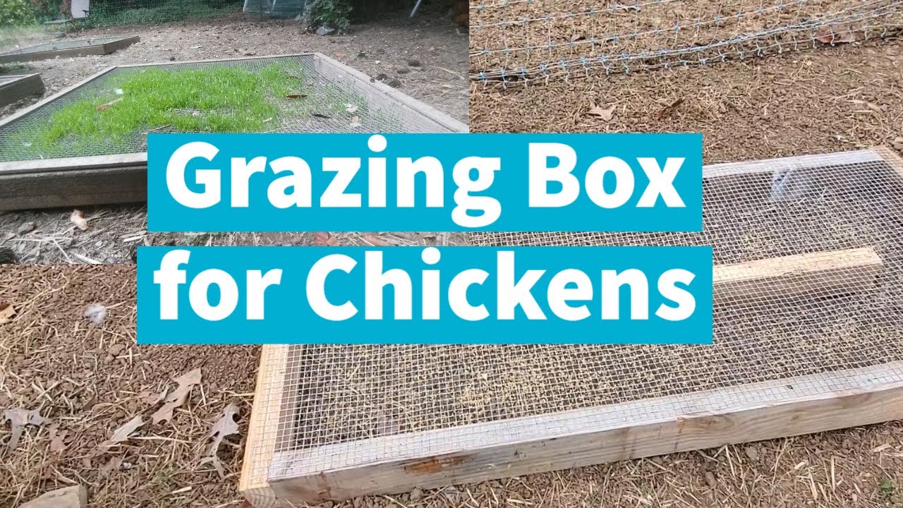 You NEED a Grazing Box for Chickens