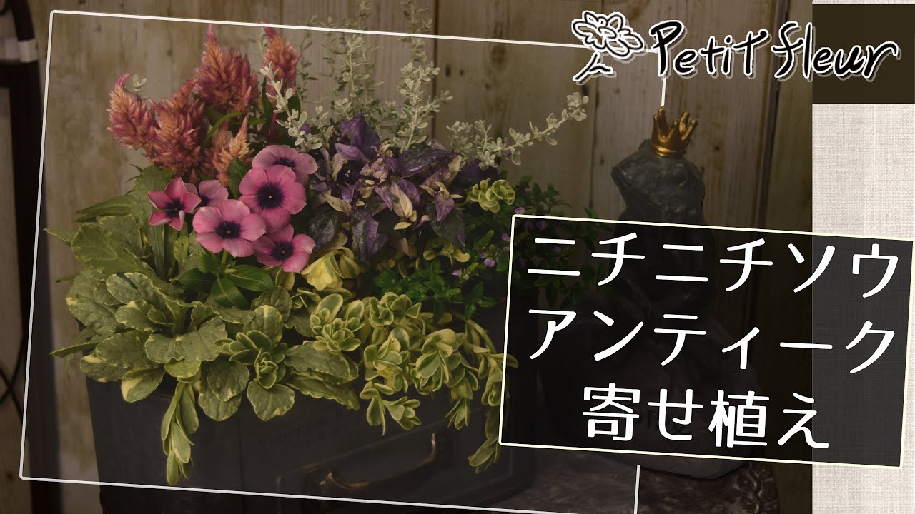 【必見】ニチニチソウ寄せ植えの注意点、人気のアンティークニチニチソウを使ったコンパクト寄せ植え！