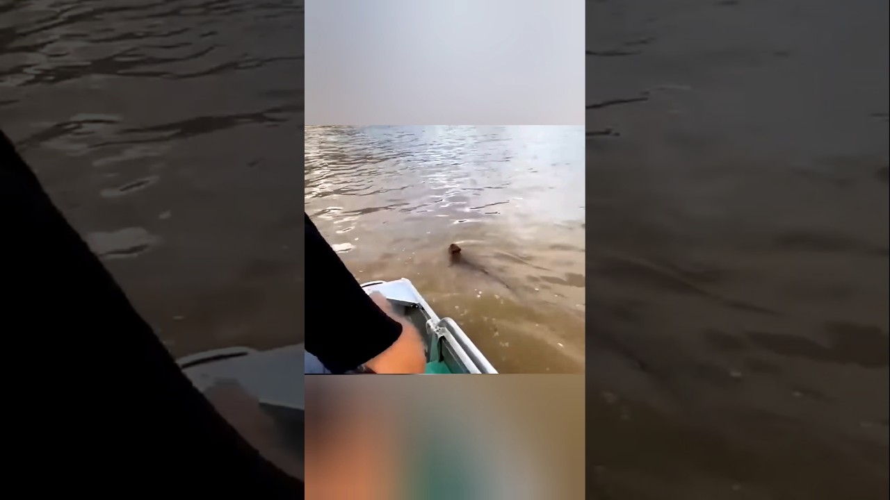 இந்த குட்டி குரங்கு எப்படி காப்பாற்றப்பட்டது? | This little monkey  rescued from a river!!!
