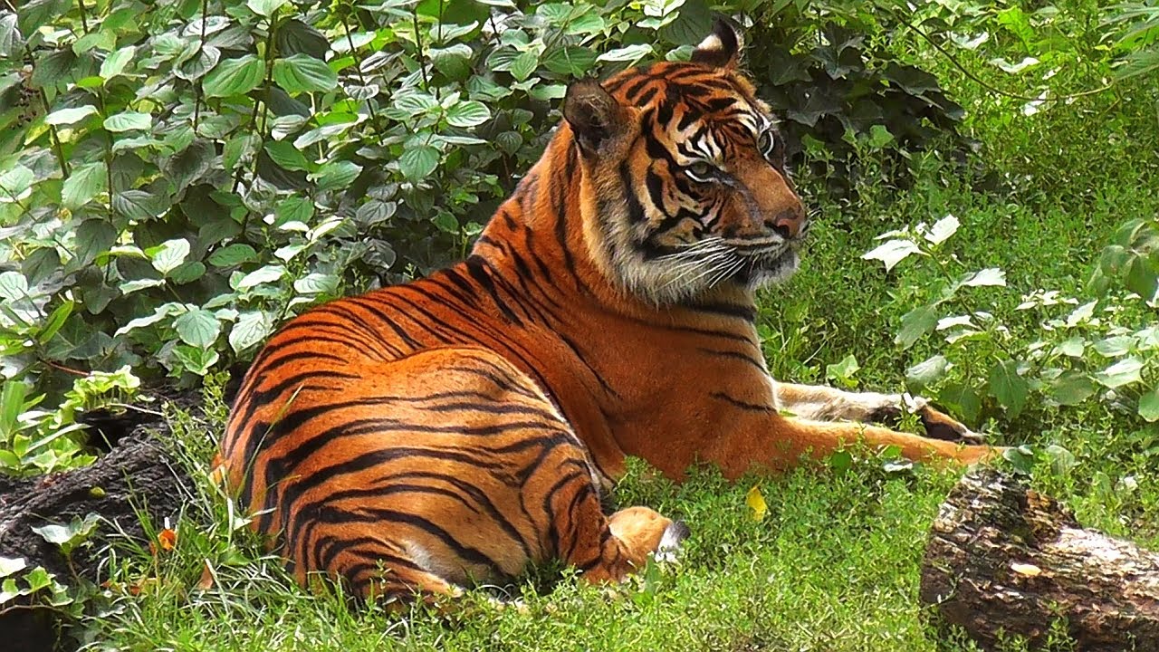 Zoo in Stuttgart - Wilhelma. With animal zoo visitors.