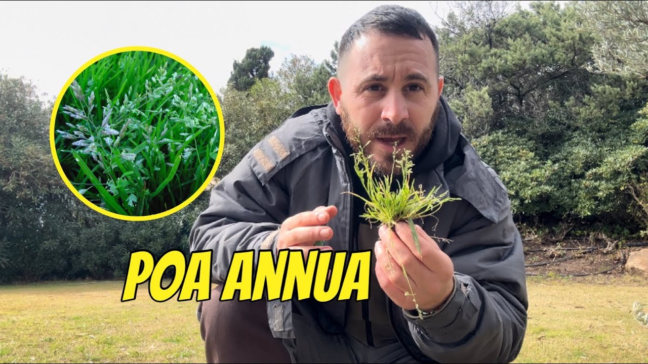 La poa  annua infestante dei tappeti erbosi - come combatterla ?