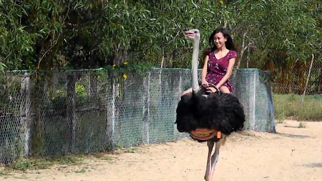 riding an ostrich in Vietnam