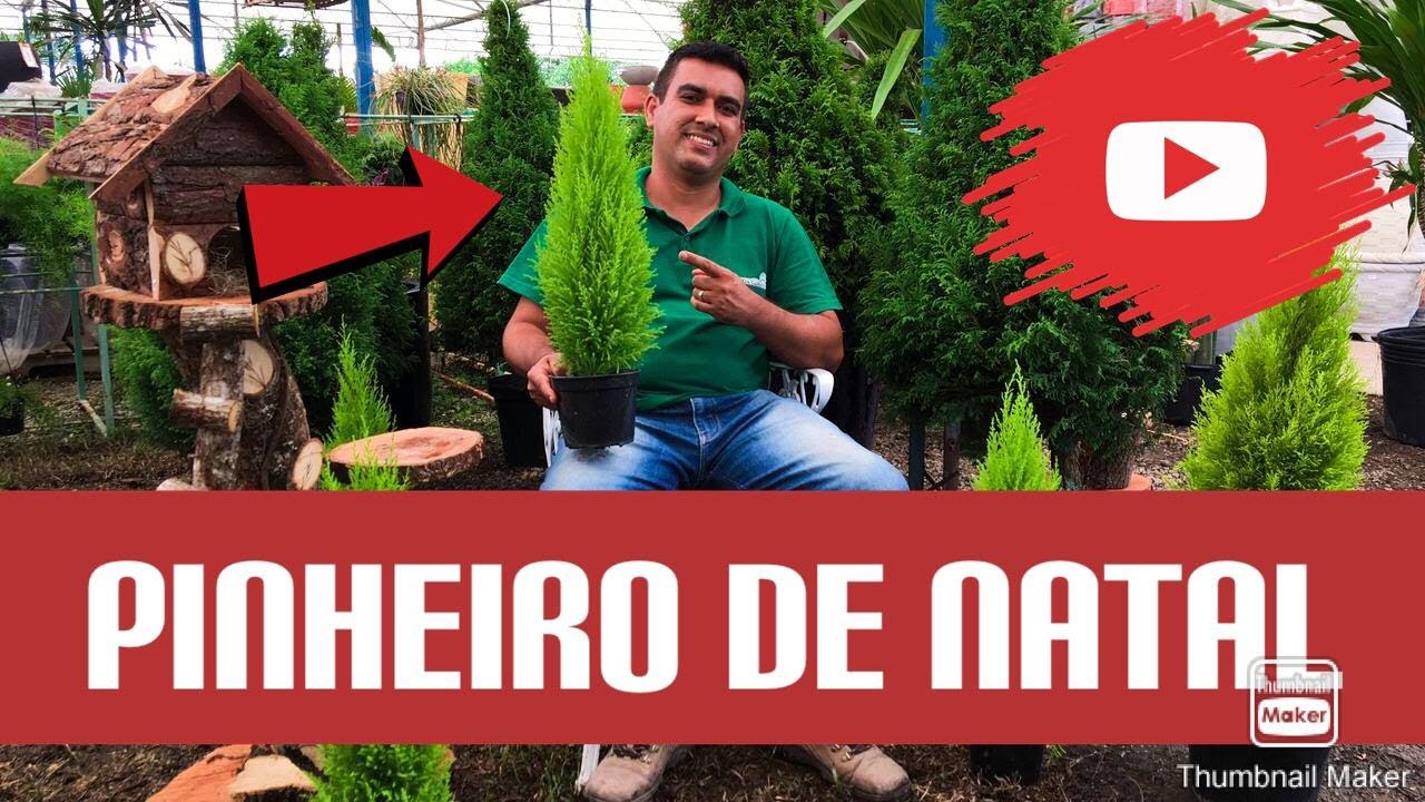 Conhecendo a tuia holandesa (tuia lim&atilde;o)