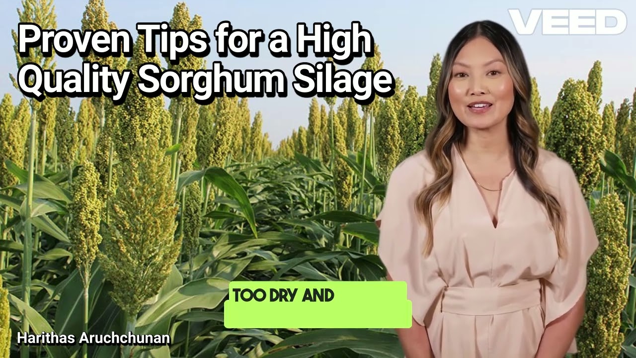 Mastering Sorghum Silage: Proven Tips for a High Quality Sorghum Silage
