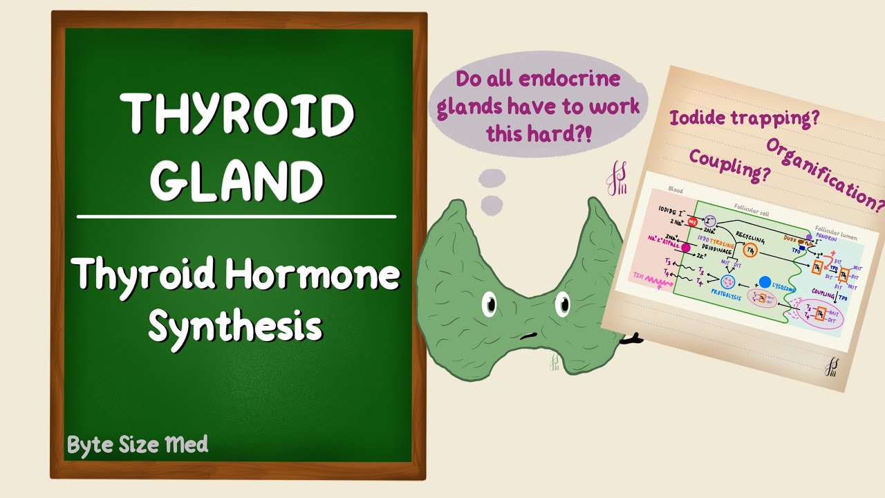 Thyroid Hormone Synthesis | Thyroid Gland Physiology | Endocrine Physiology | Hormone Biochemistry