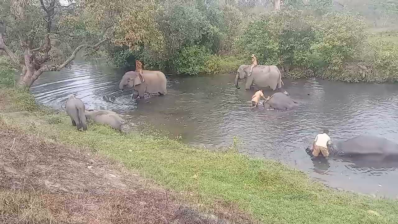 Assam, Manas National park,