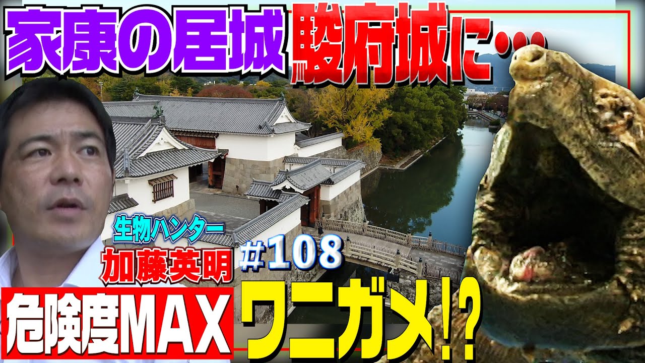 【危険度MAXカメの王者】徳川家康最後の居城・駿府城にワニガメが！？お堀に大量ワナ捕獲作戦！≫生物ハンター加藤英明・Japan wild hunter