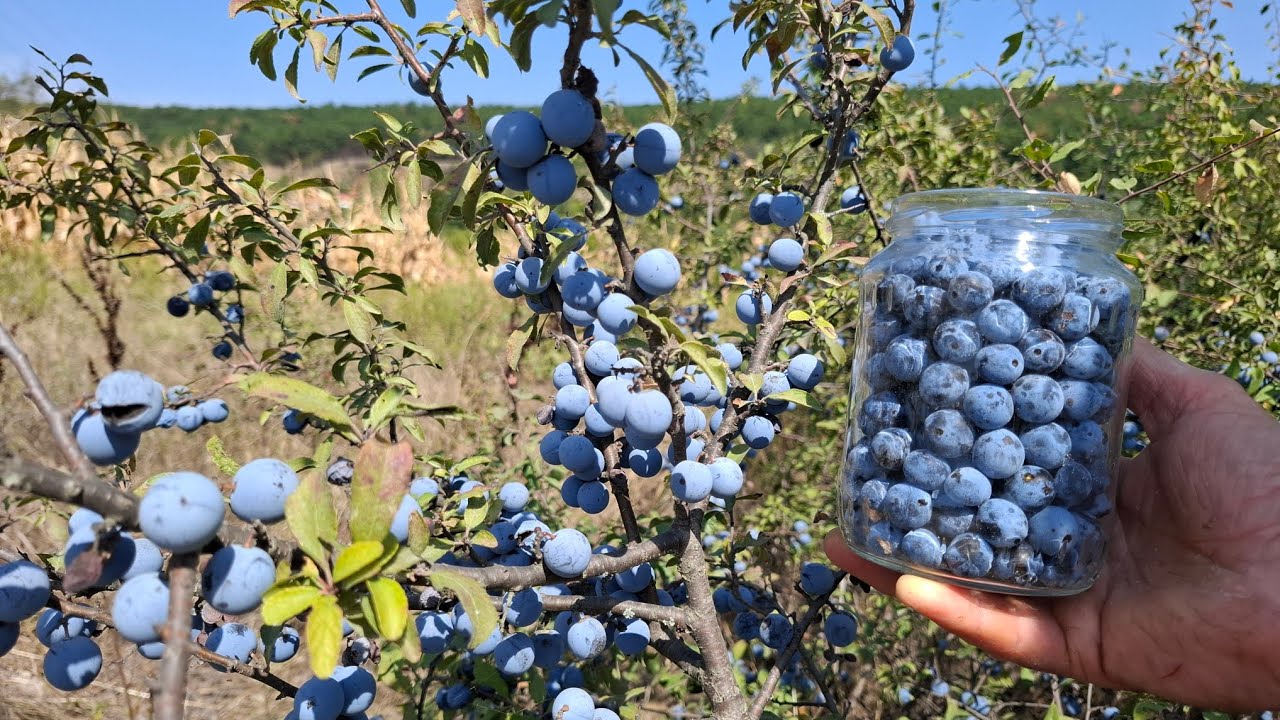 С этими фруктами мы никогда не болели в холодное время года!