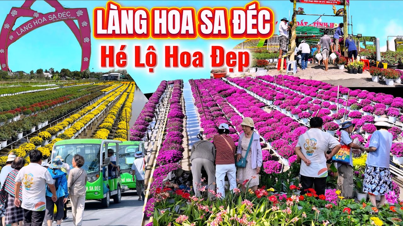 Rực Rỡ Làng Hoa Sa Đéc, Chua Lúc Nào Đẹp Như Lúc Này, hÉ Lộ Rất Nhiều Hoa Đẹp Tết 2026 Năm Nay