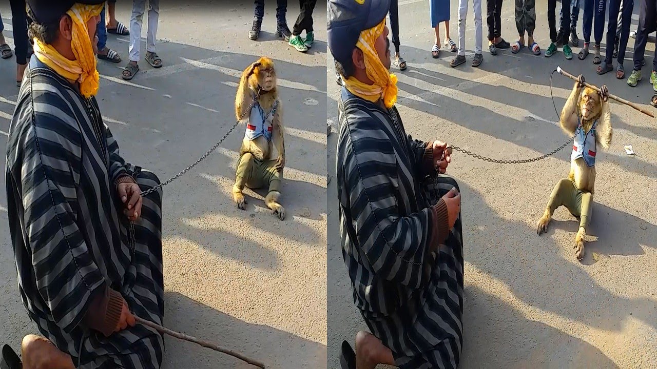 الضحك و الحماق تفرج في الحلقة القرد مع مولاه