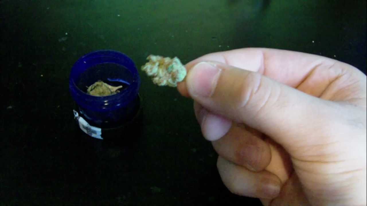 Skywalker OG Flower Review (420)