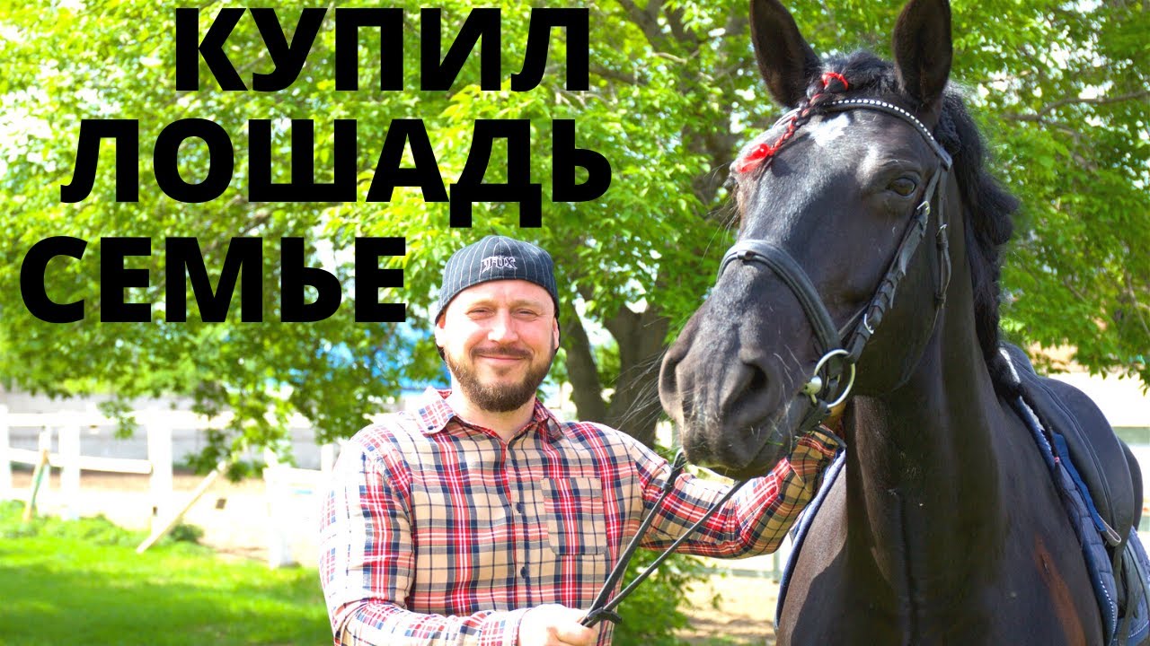 ПОДАРИЛ ЛОШАДЬ СЕМЬЕ! СКОЛЬКО СТОИТ КОНЬ и ЛОШАДЬ?