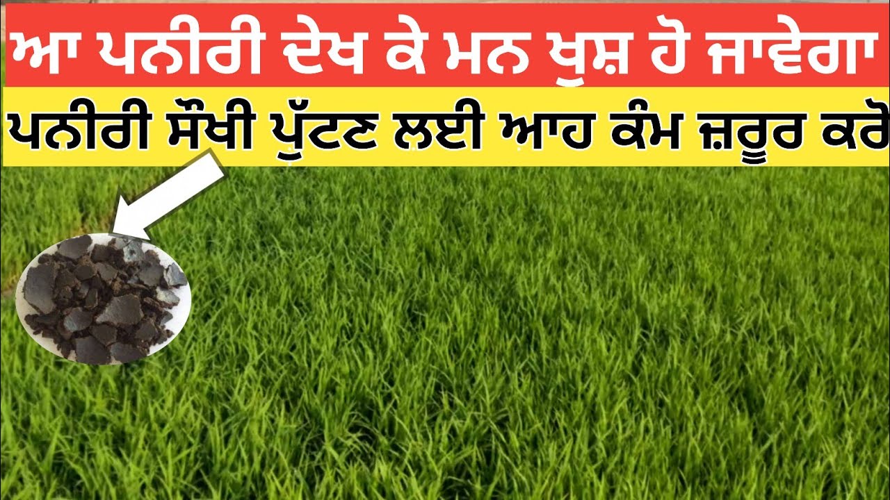 Best paddy nursery management । ਪਨੀਰੀ ਪੁੱਟਣ ਸਮੇਂ ਆਹ ਕੰਮ ਜ਼ਰੂਰ ਕਰੋ
