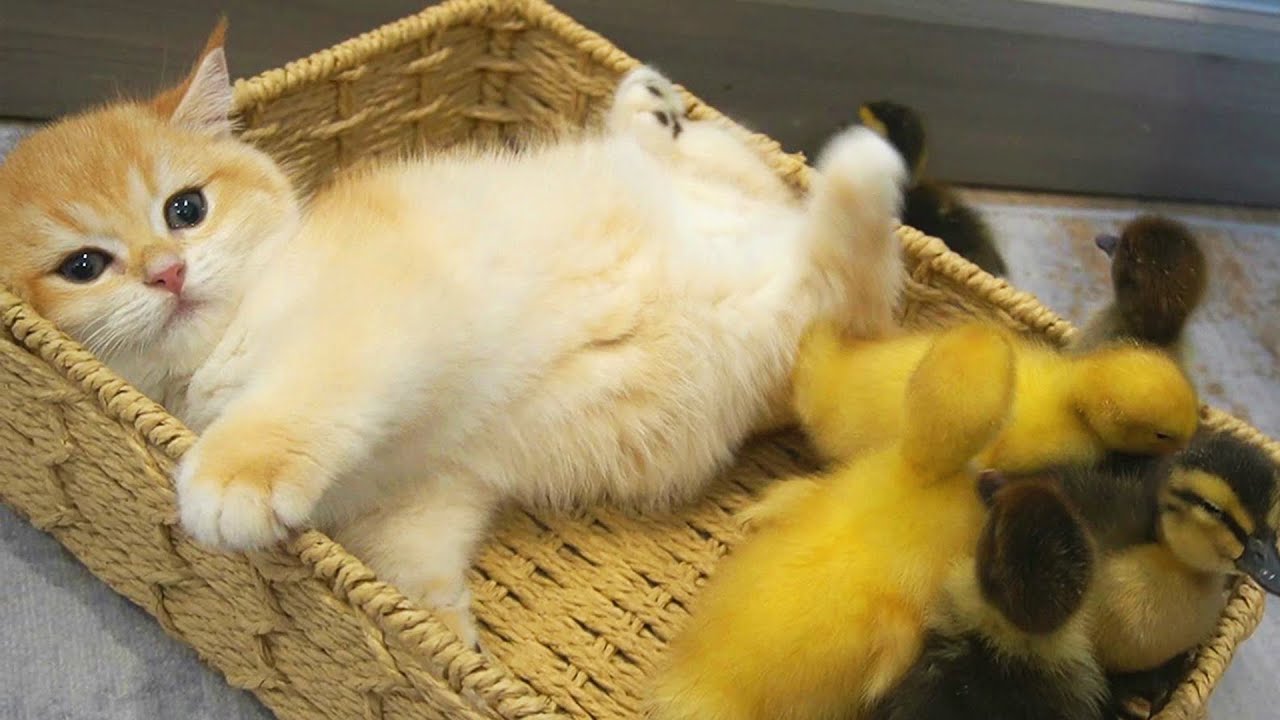 Kitten Loki was angry with ducklings and goslings