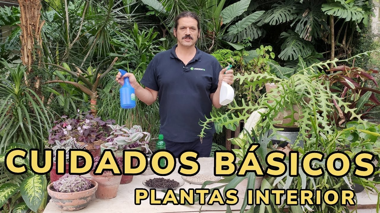 CUIDADOS B&Aacute;SICOS para tus PLANTAS DE INTERIOR - Jardinatis