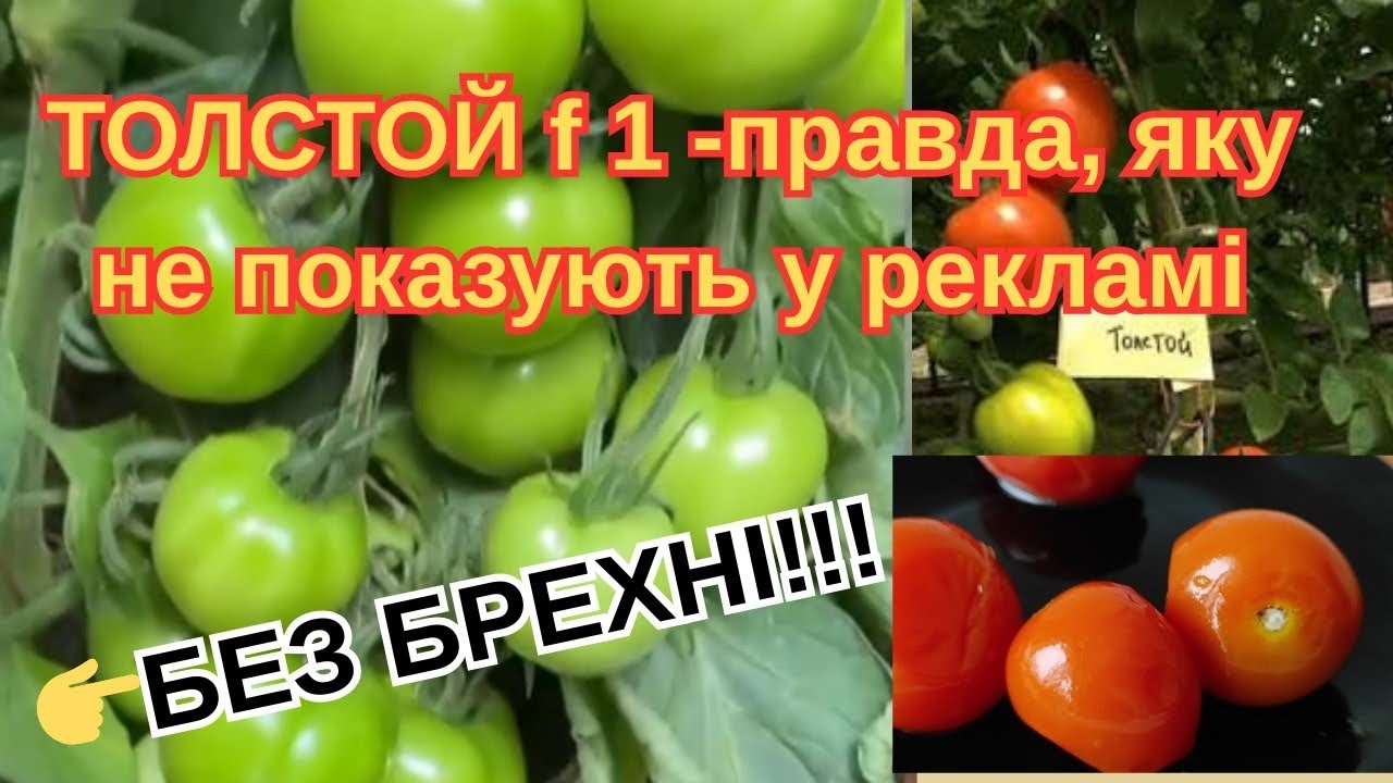 Про 🍅ТОЛСТОЙ F 1 мовчать! РЕАЛЬНИЙ РЕЗУЛЬТАТ з ГРЯДКИ  #городництво #садівництво  #томати #помідори 