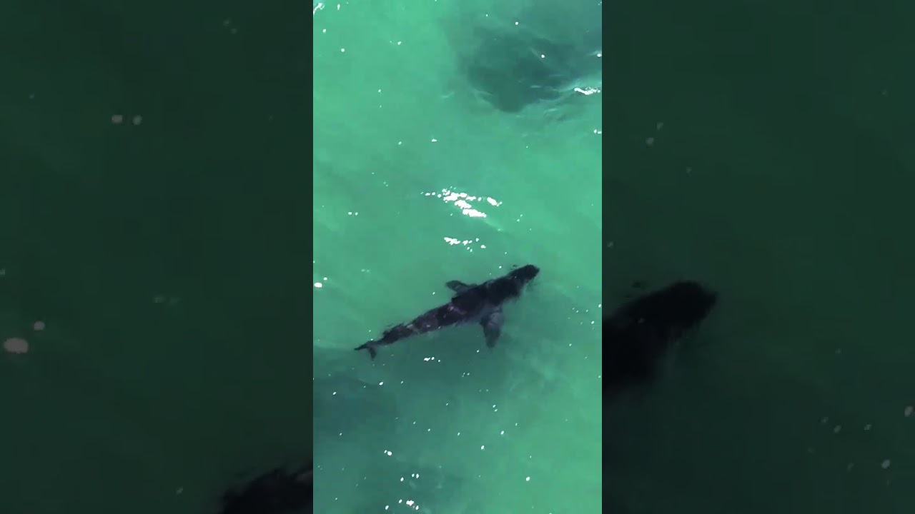 Chasing A Shark By Drone In Malibu (Short)