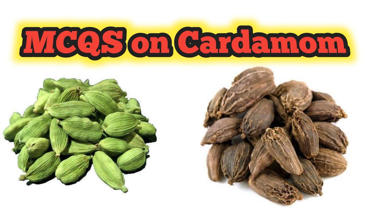 MCQS on Cardamom II MCQS on Spices II MCQS On Large Cardamom