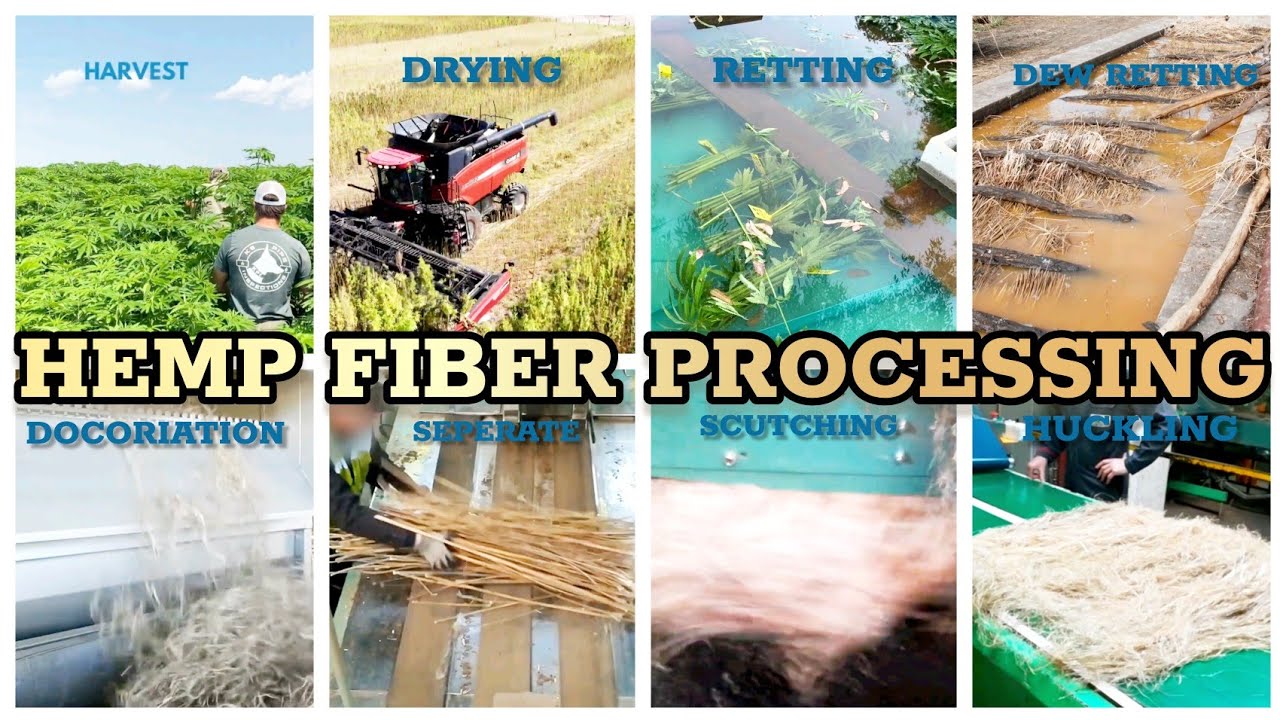 Hemp Fiber Processing | Hemp Fiber Making |  Hemp Fiber Production 