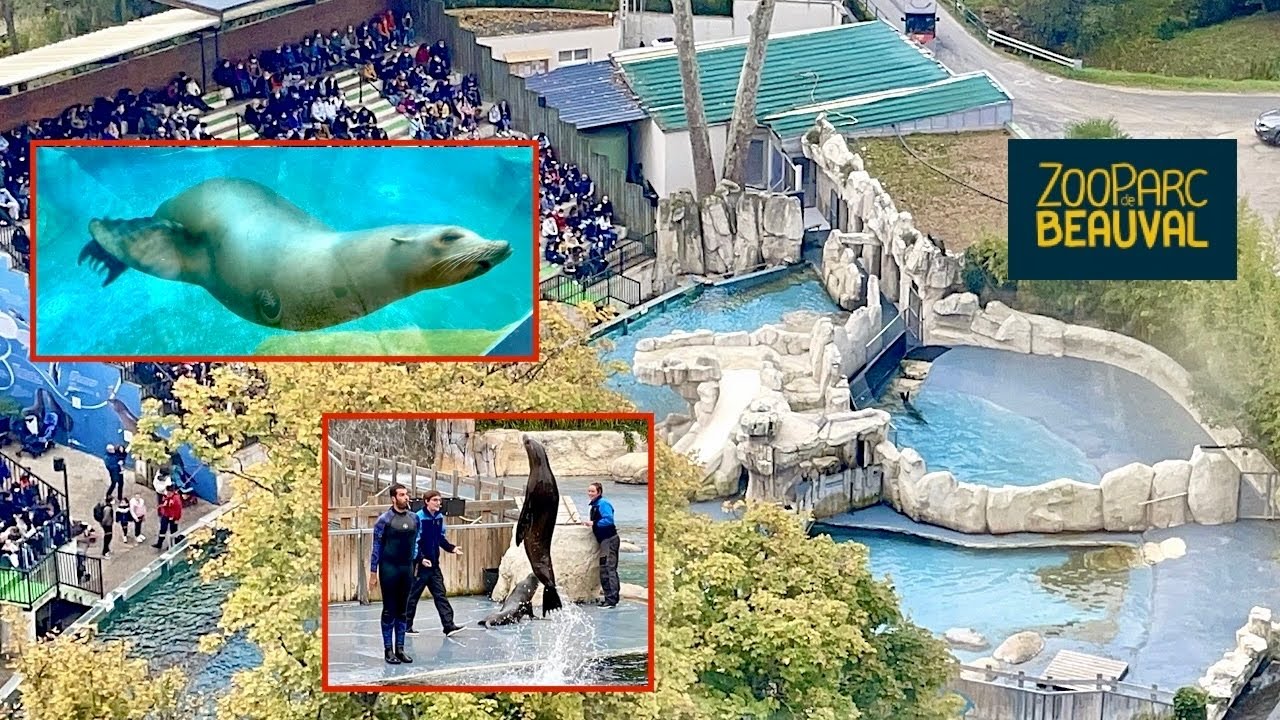 Spectacle d'otaries au Zoo de Beauval : L'Odyssée des lions de mer comme si vous y étiez (4K)