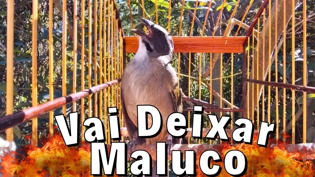 Esse Esquentar trinca ferro frio Vai Deixar O Seu Trinca (FURIOSO) Trinca ferro No Mato Faça o Teste
