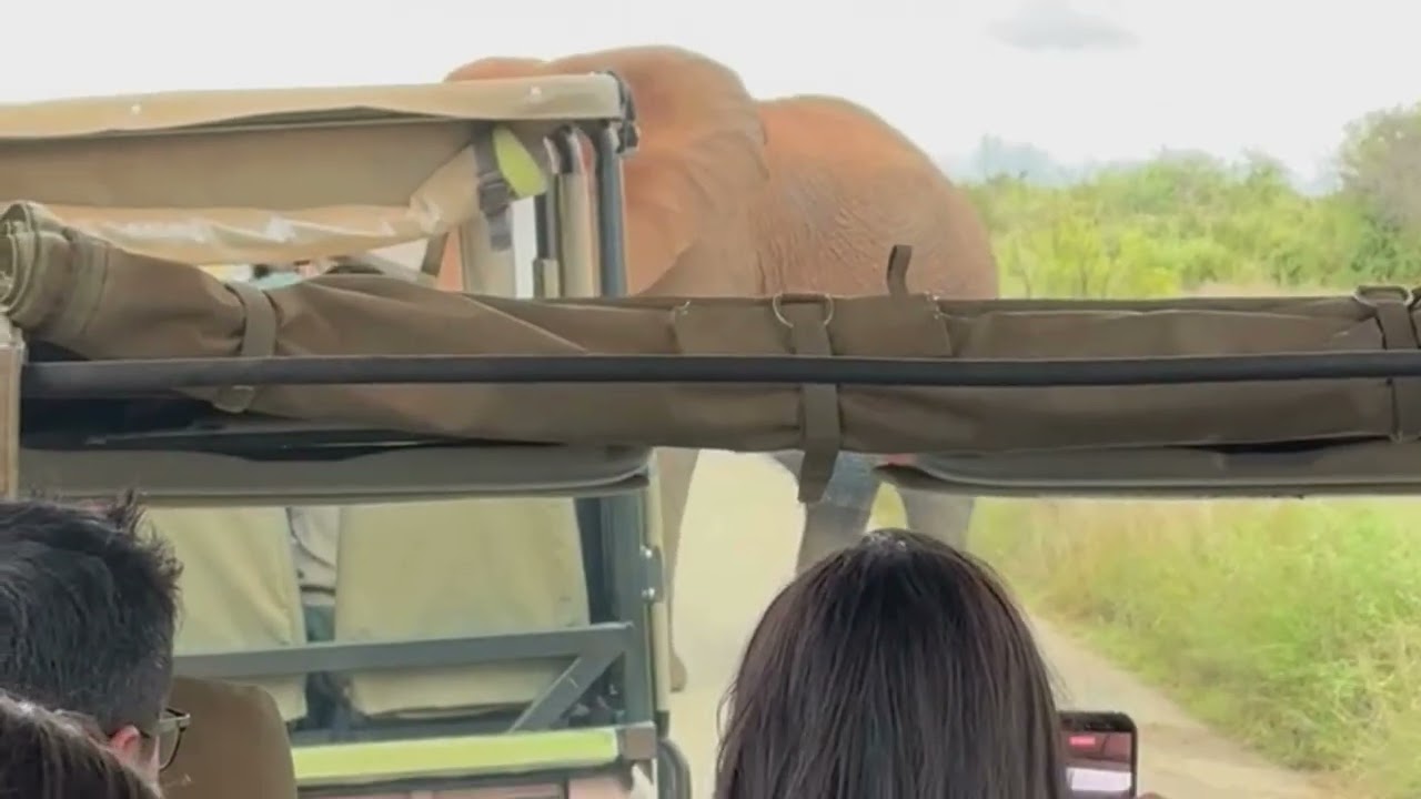 Face‑to‑Face With a Giant: Pilanesberg Elephant Close-Up