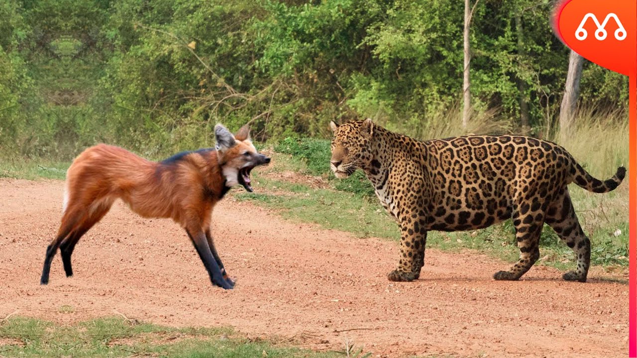 КОГДА ЯГУАР ВСТРЕЧАЕТСЯ С ВОЛЧКОЙ ГУАРА