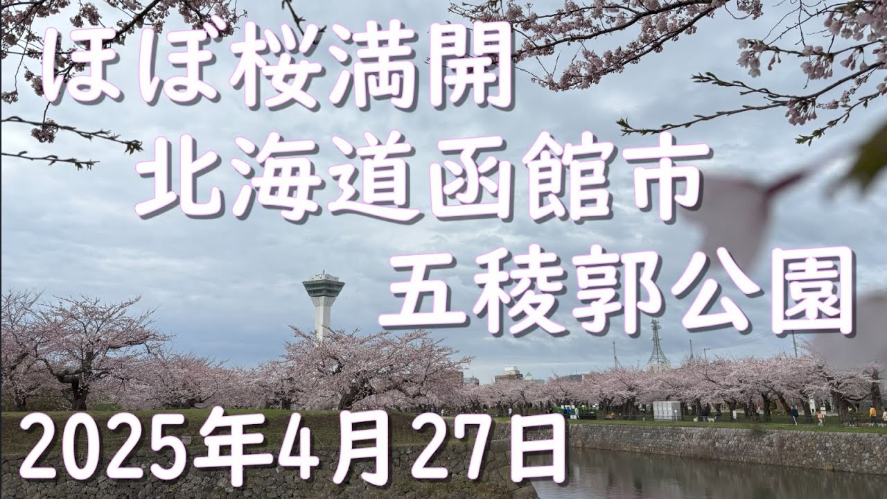 北海道函館市　五稜郭公園　ほぼ満開　桜散歩　Goryokaku Park, Hakodate, Hokkaido - Cherry blossom walk in full bloom　2025年