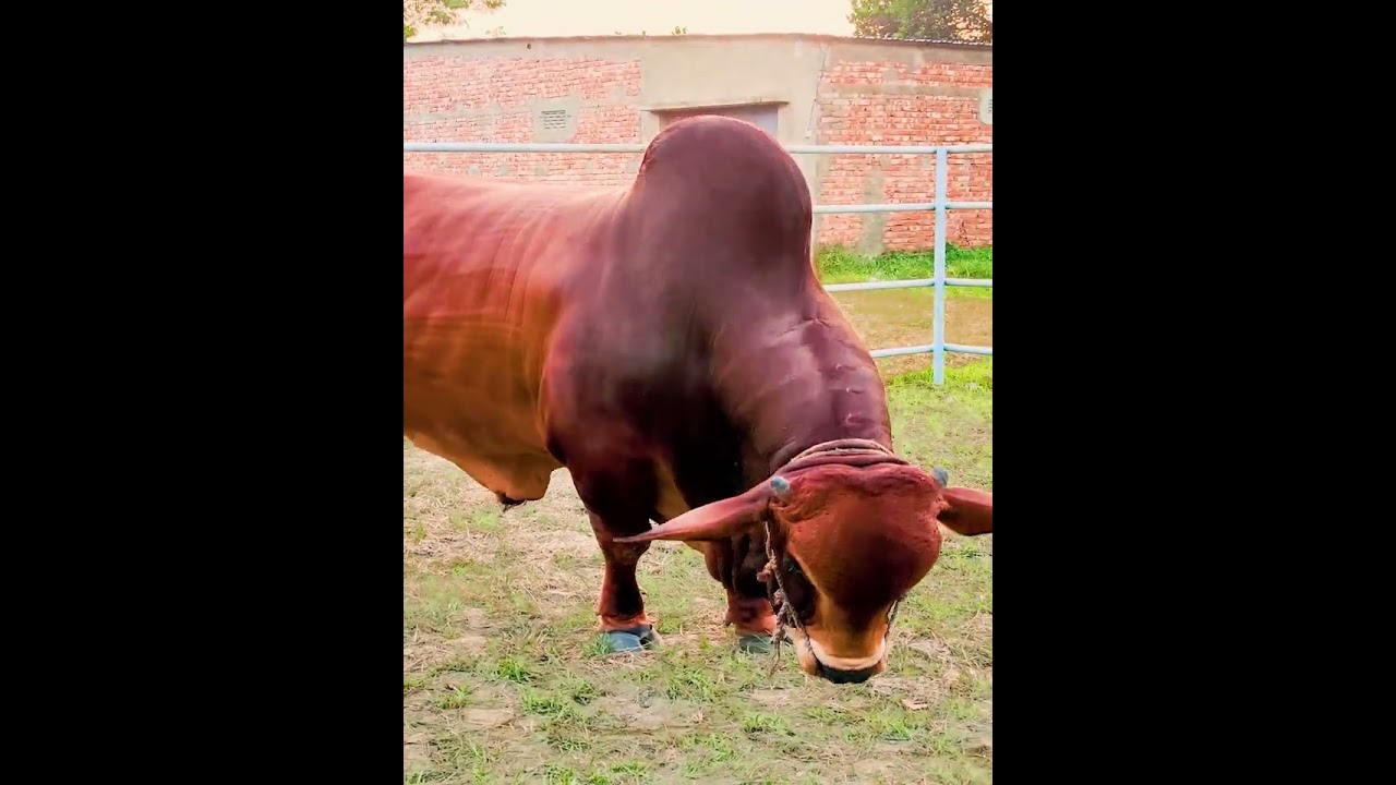 Sahiwal Bull