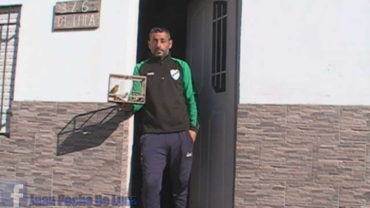jilguero ''el guerrillero''