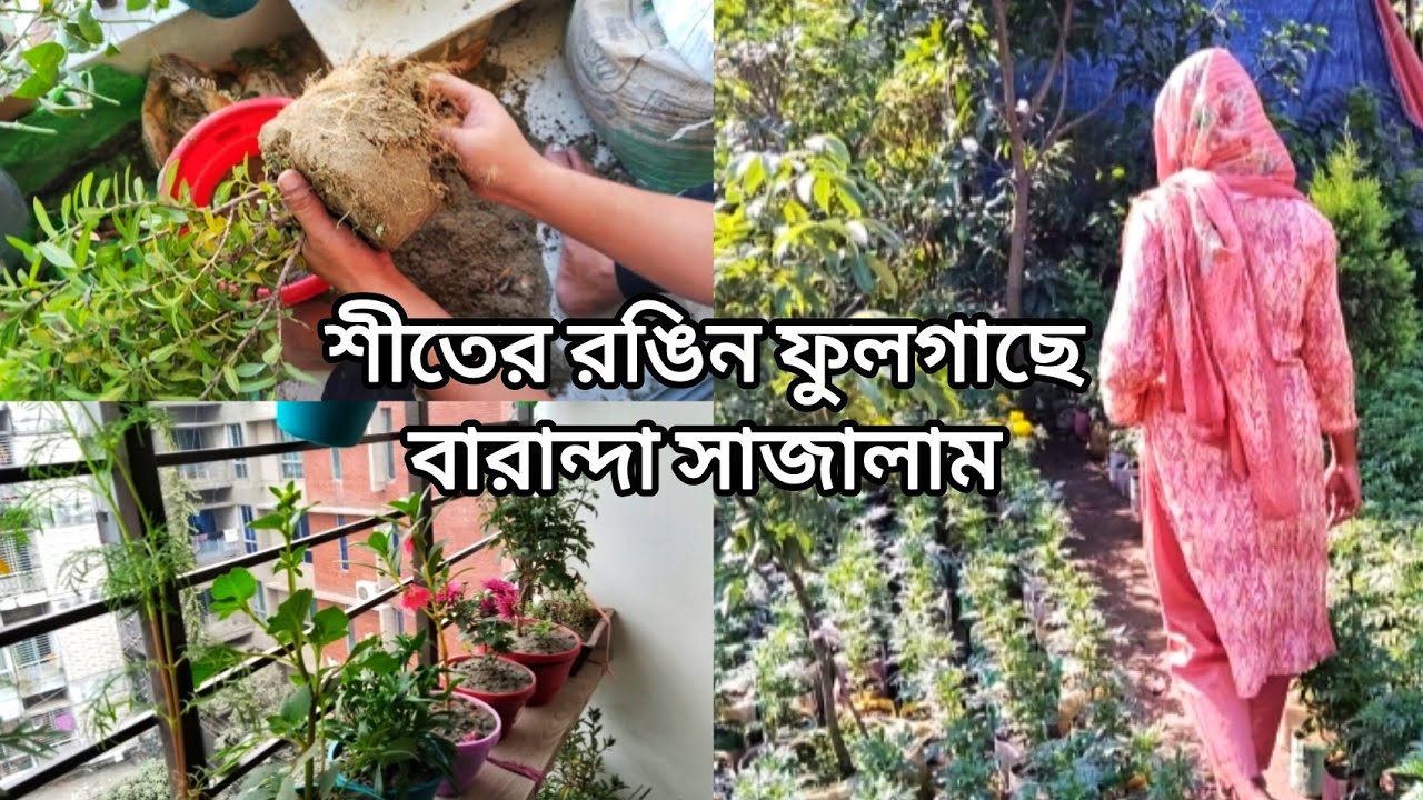 শীতের রঙিন  ফুলগাছে বারান্দা সাজালাম || Garden Vlog 🏡 || Trisha VlogSphere 