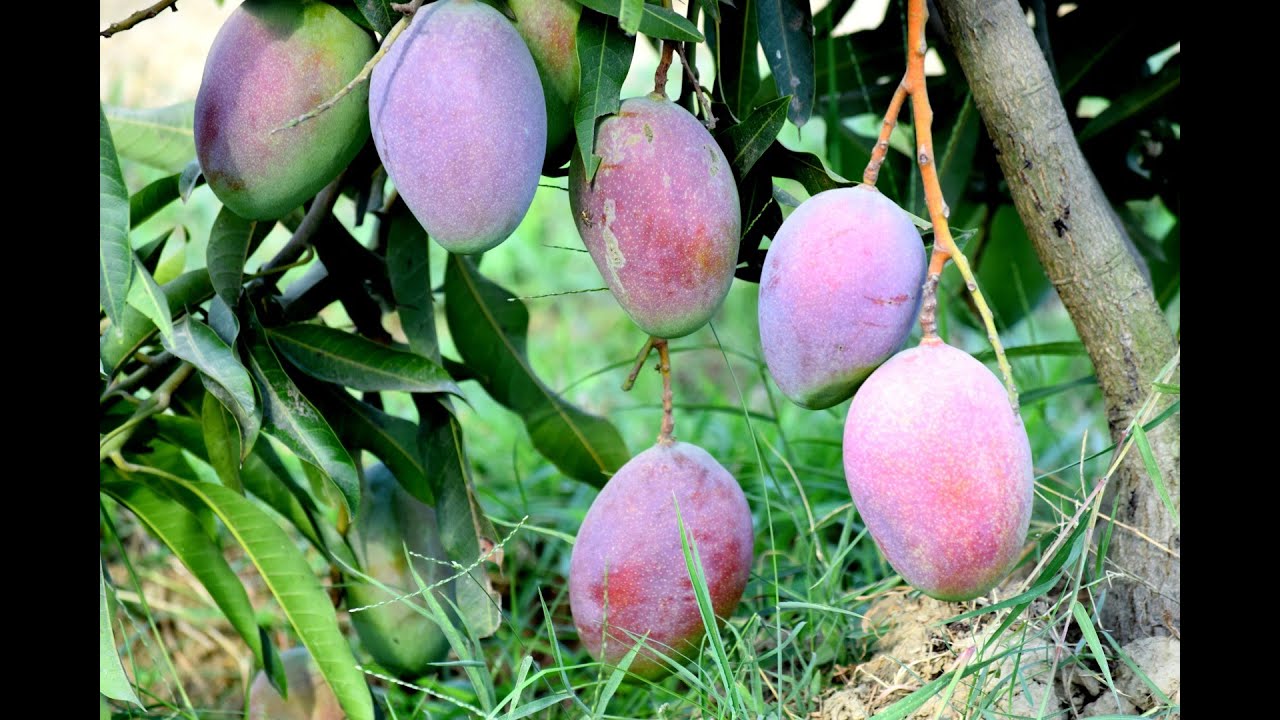 World's Best Mango Varieties: Indian Mango - Ambika | Mangofeast Orchards | S C Shukla