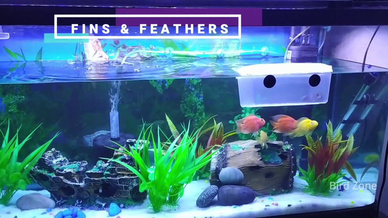 HOW TO SAVE A DYING FISH
