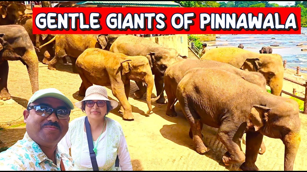 Pinnawala Elephant Sanctuary – Gentle Giants & River Bathing | Sri Lanka 🇱🇰 EP16