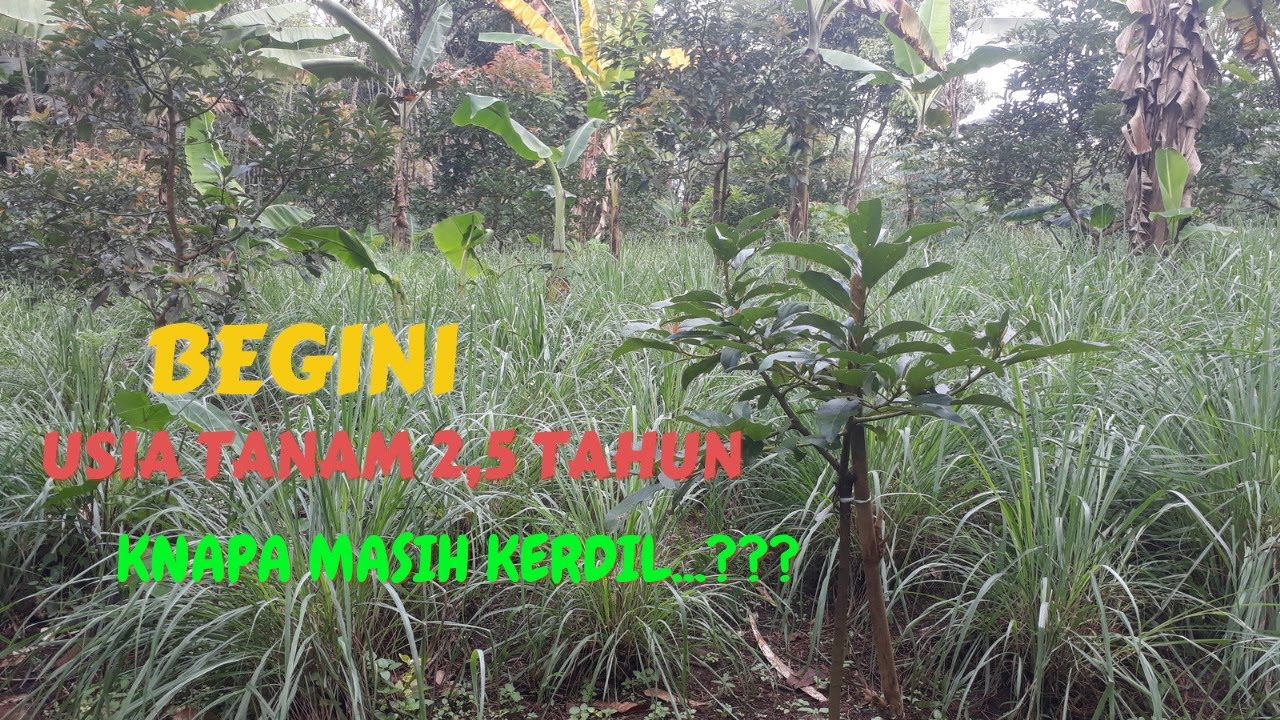 Pertumbuhan pohon alpukat kurang subur atau kerdil