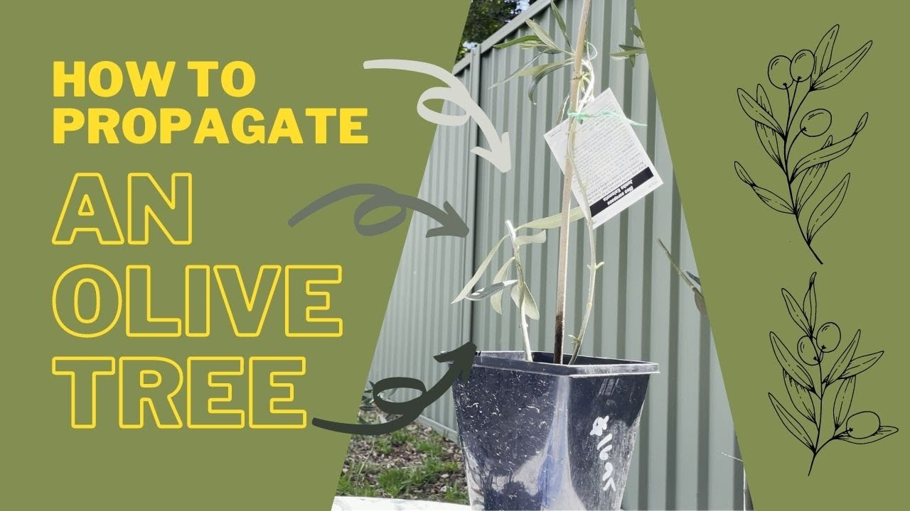 How To Propagate An Olive Tree