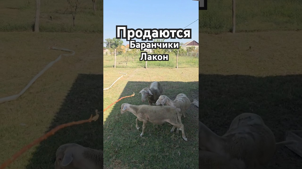 Есть на продажу Баранчики лакон +7 (929) 880-83-63 